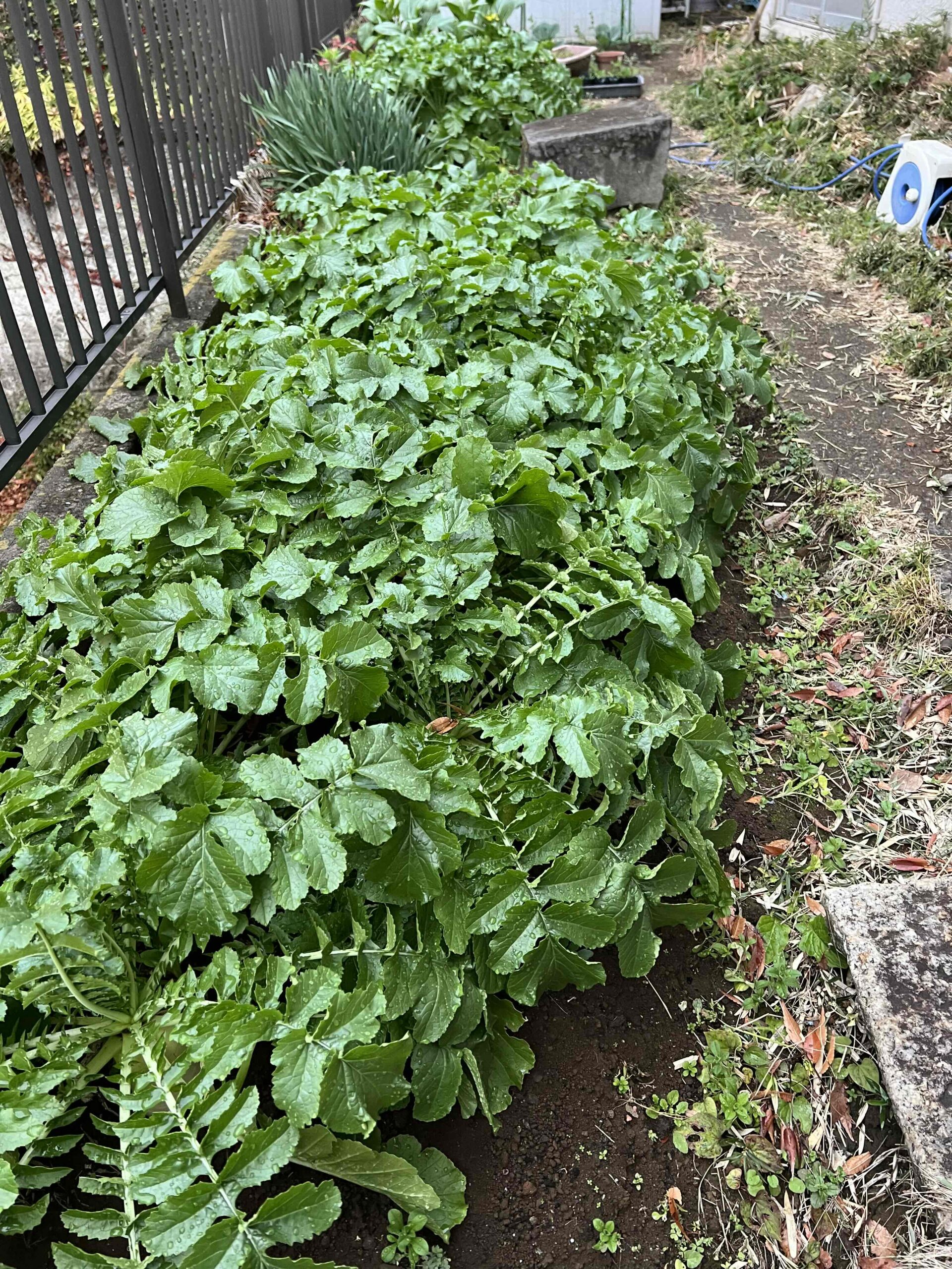 払方町ファーム